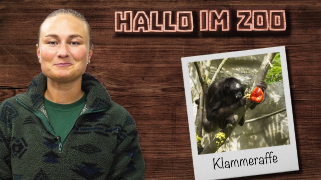 Fütterung bei den braunen Klammeraffen
