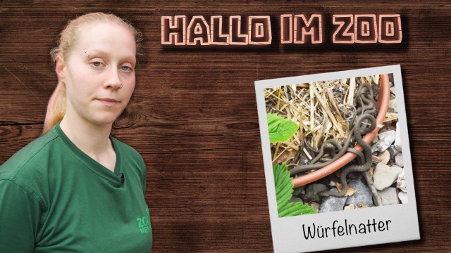 Hallo im Zoo - Würfelnattern