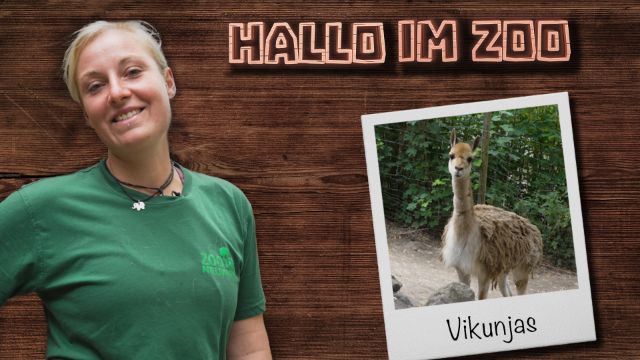 Vikunjas - Die Kamele Südamerikas
