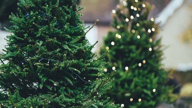 Hohe Nachfrage im Weihnachtsbaumverkauf