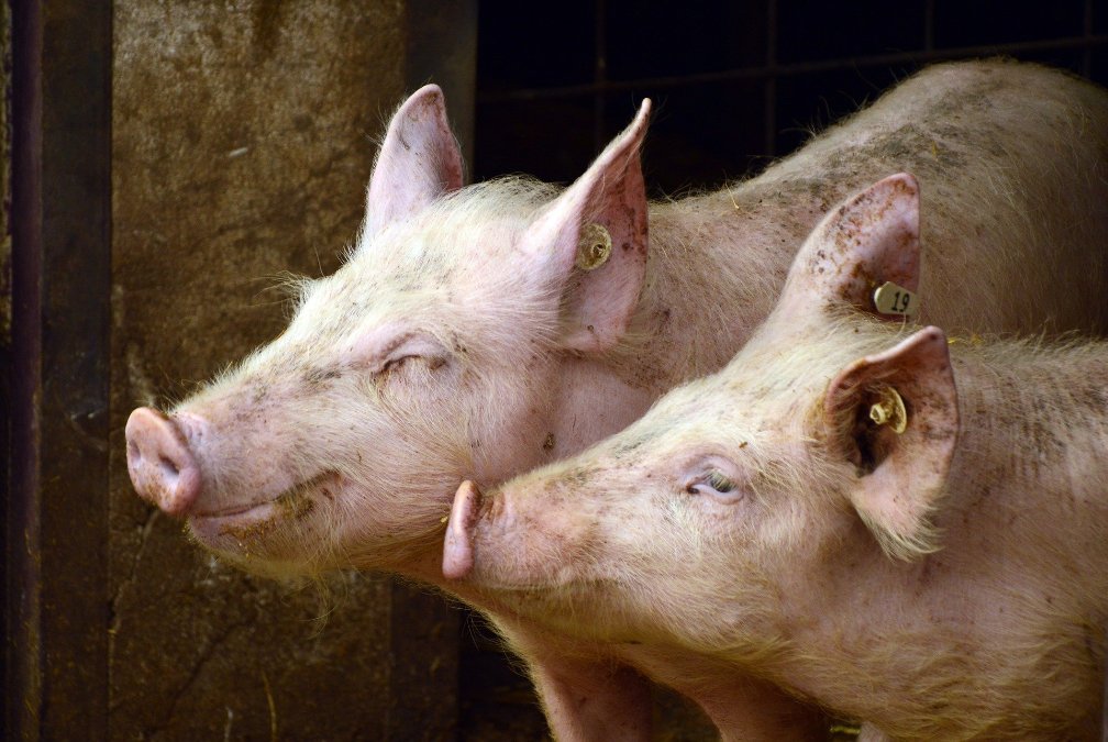 Schweinezüchter leiden unter Pandemie