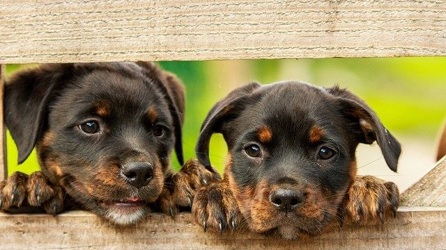 RLP: Tierheime laufen über - Leute überfordert mit Haustieren