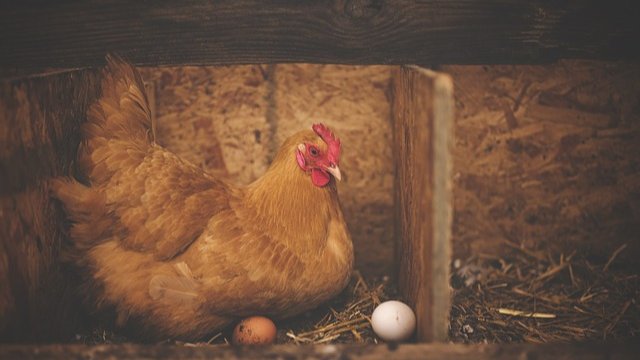 Erster Fall der Vogelgrippe in Rheinland-Pfalz