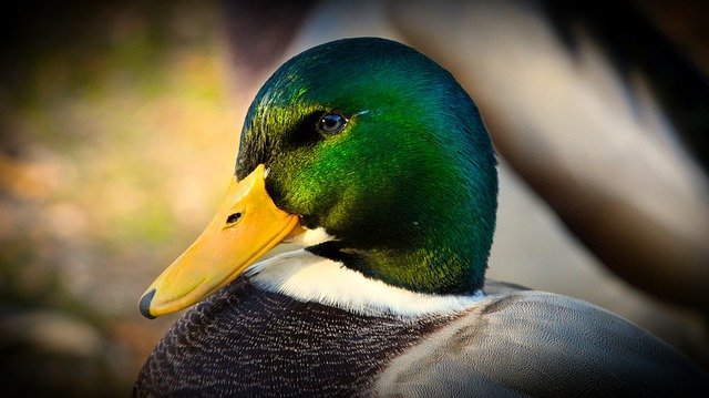 Empfehlung der SGD-Nord: Keine Fütterung von Wasservögeln