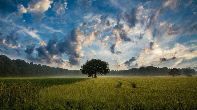 Baumpflegearbeiten und –Fällungen 