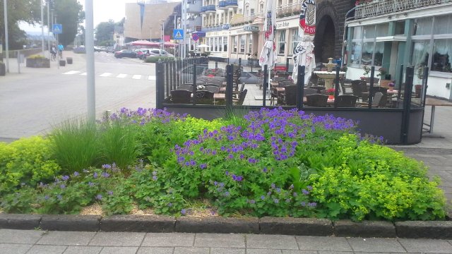 Gratis-Stauden gegen Schotterbeete