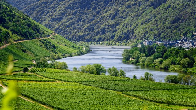 Neuer digitaler Atlas zur Weinkultur in Rheinland-Pfalz