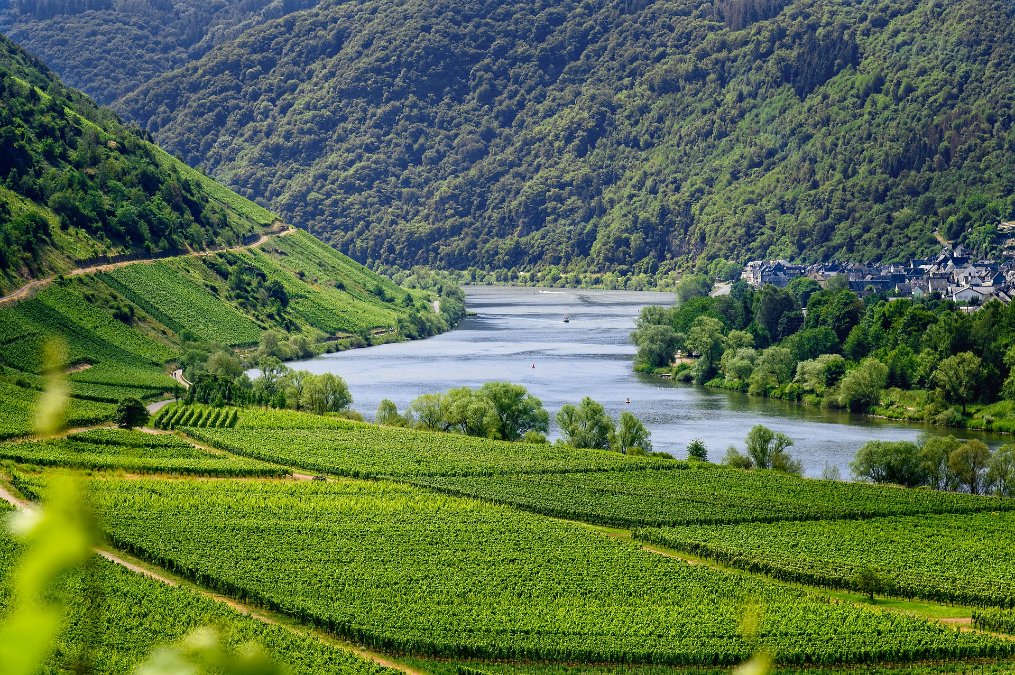 Neuer digitaler Atlas zur Weinkultur in Rheinland-Pfalz