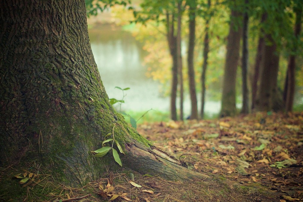 Wälder in Rheinland-Pfalz in schlechtem Zustand Wälder in Rheinland-Pfalz in schlechtem Zustand
