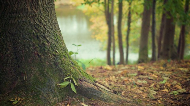 Wälder in Rheinland-Pfalz in schlechtem Zustand