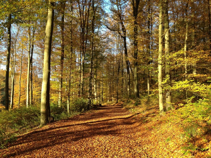 Stadtwerke Neuwied wollen 70.000 Bäume für den Klimaschutz pflanzen