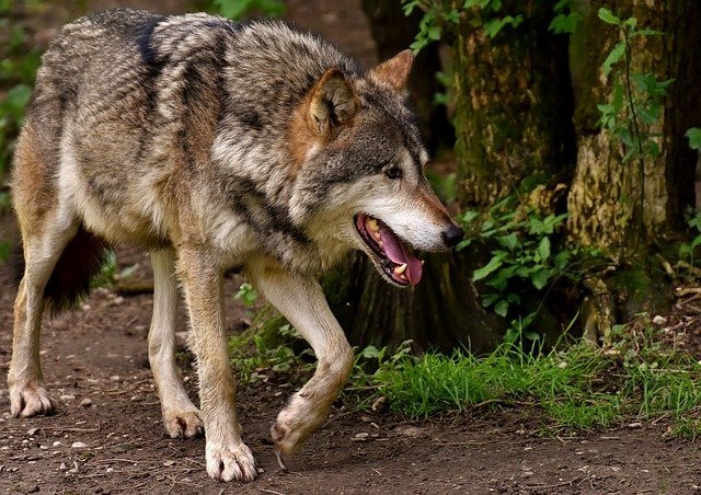 Wer hat Angst vor dem bösen Wolf? Wer hat Angst vor dem bösen Wolf?