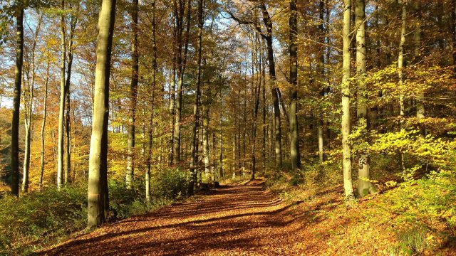 Stadtwerke Neuwied wollen 70.000 Bäume für den Klimaschutz pflanzen