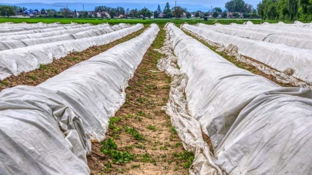 Steigende Rohstoffkosten treiben Spargelpreise in die Höhe