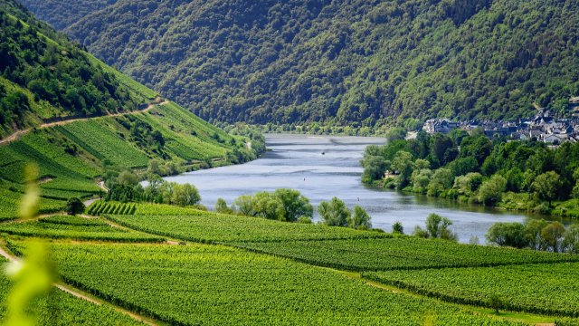 Weingüter erwarten deutliche Kosten- und Preissteigerung