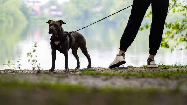 Rheinland-Pfalz plant keine strengeren Regeln für Hundebesitzer