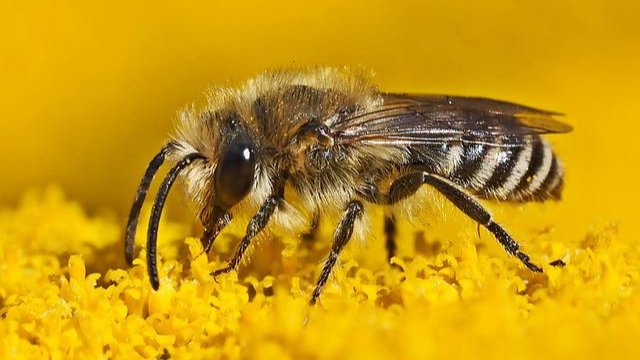 Kein Summen und Brummen von Bienen