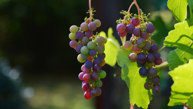 Weinfestival erstmals in Koblenz eröffnet