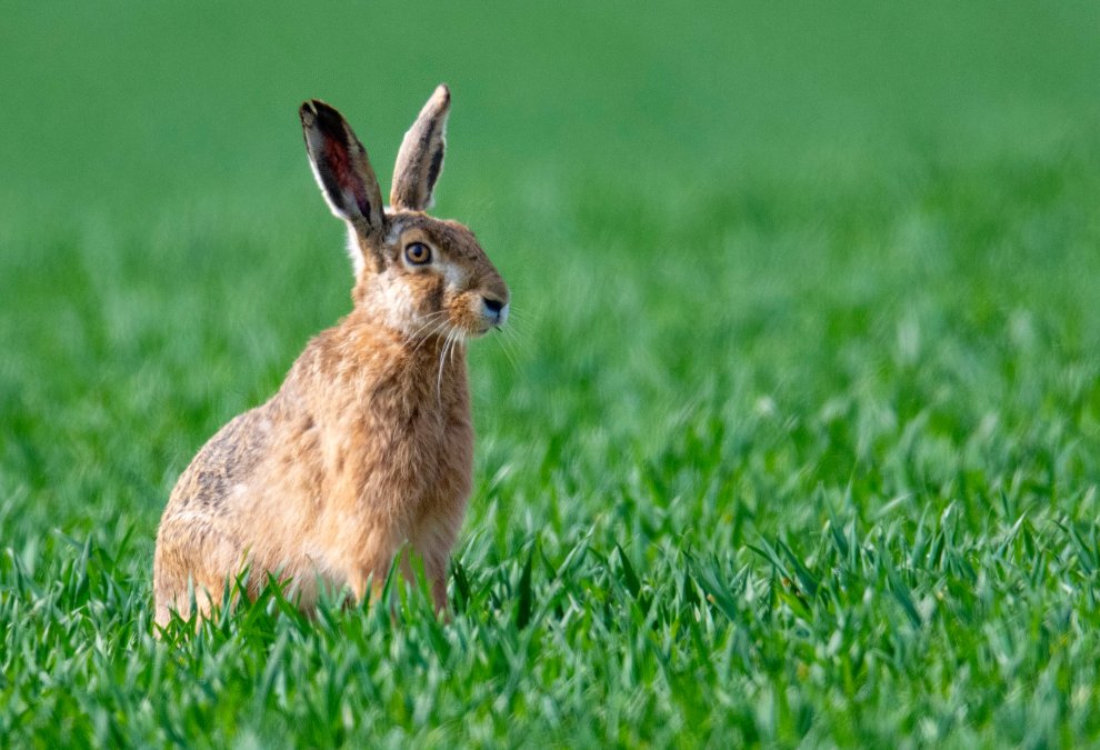 Zahl der Feldhasen in Rheinland-Pfalz gesunken Zahl der Feldhasen in Rheinland-Pfalz gesunken