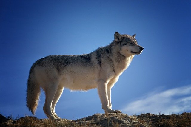 Angst vor dem bösen Wolf - er frisst sich durch Angst vor dem bösen Wolf - er frisst sich durch