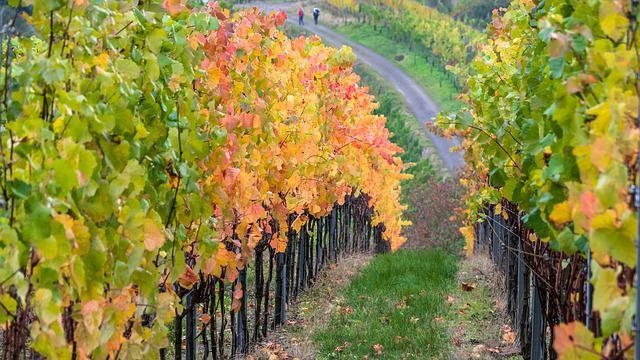 Ahrsteig-Wanderweg ist wieder komplett begehbar  