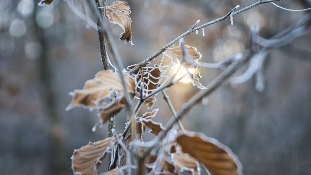 Bauern- und Winzerverband rechnet nicht mit Ertragsausfällen durch Frost