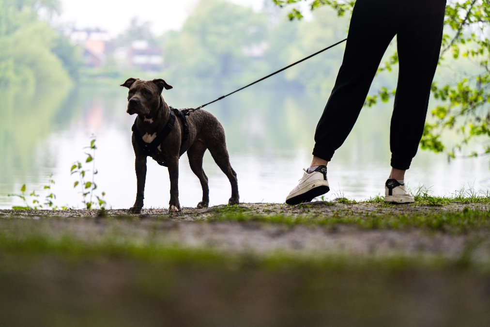 Rheinland-Pfalz plant keine strengeren Regeln für Hundebesitzer Rheinland-Pfalz plant keine strengeren Regeln für Hundebesitzer