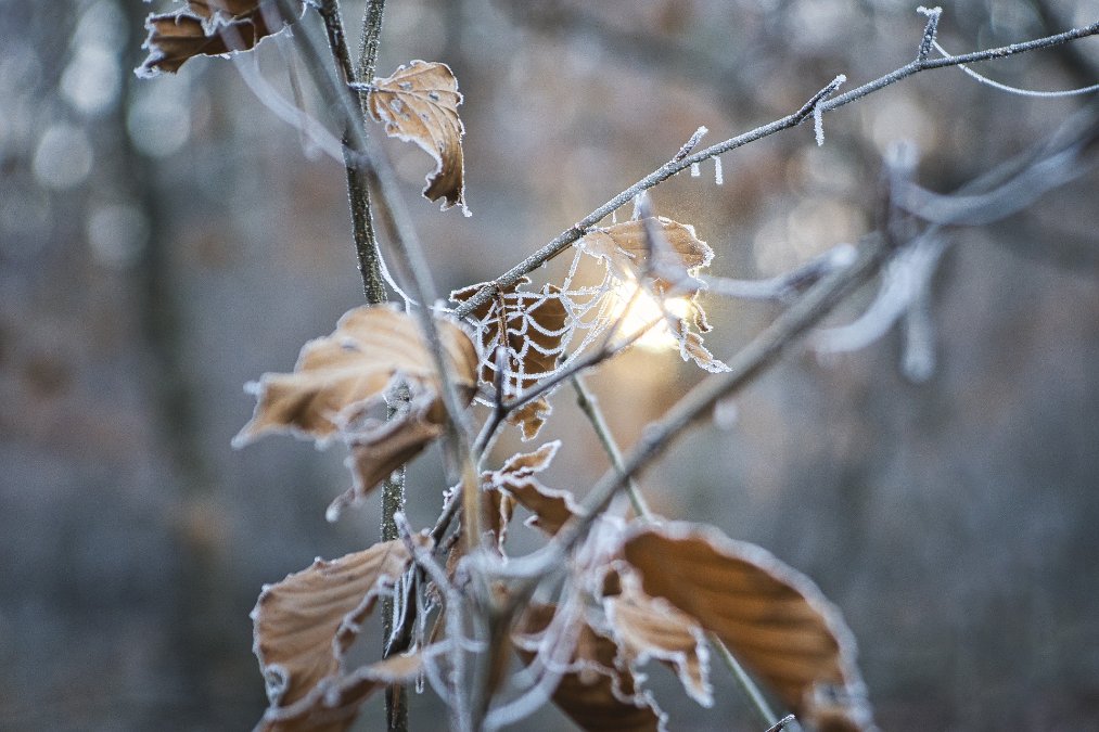 Bauern- und Winzerverband rechnet nicht mit Ertragsausfällen durch Frost Bauern- und Winzerverband rechnet nicht mit Ertragsausfällen durch Frost