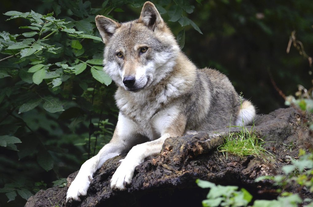 Freiwillige Helfer bauen Schutzzäune gegen Wölfe Freiwillige Helfer bauen Schutzzäune gegen Wölfe