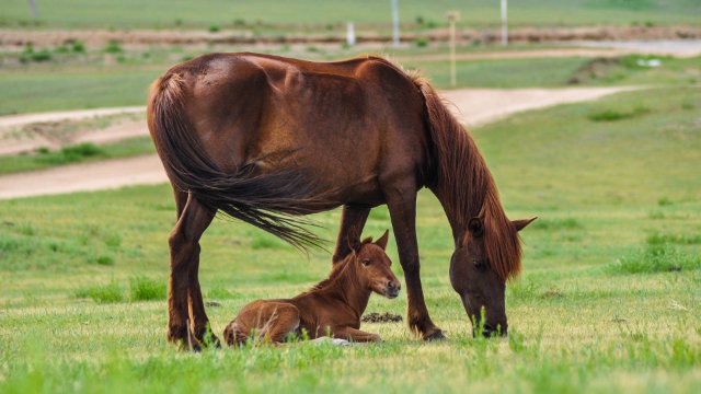 Pferd entläuft zu seinem Geburtsort