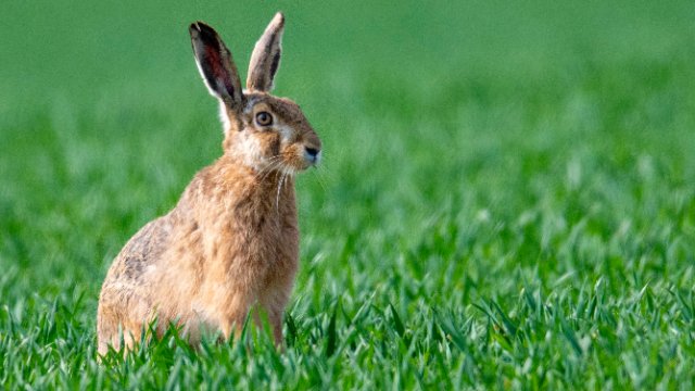 Zahl der Feldhasen in Rheinland-Pfalz gesunken