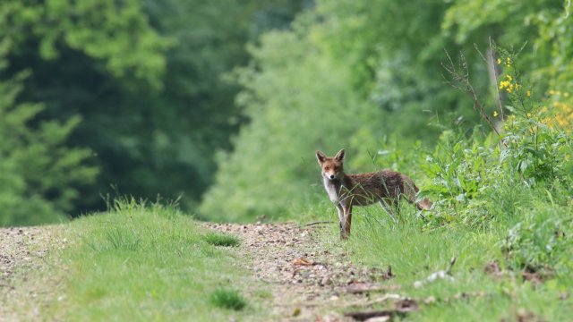 Staupevirus bei Füchsen und Dachs nachgewiesen