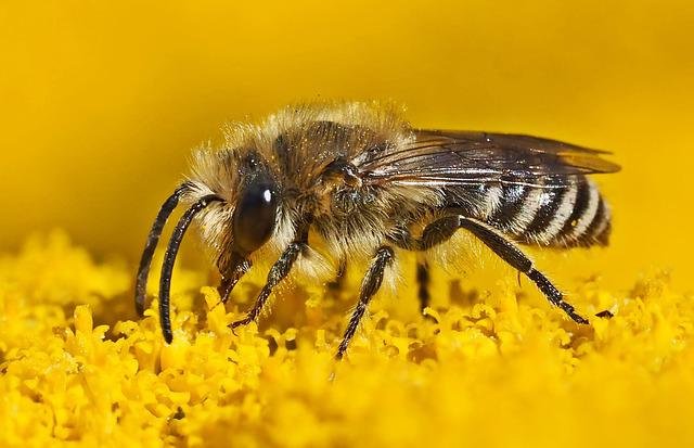Kein Summen und Brummen von Bienen Kein Summen und Brummen von Bienen