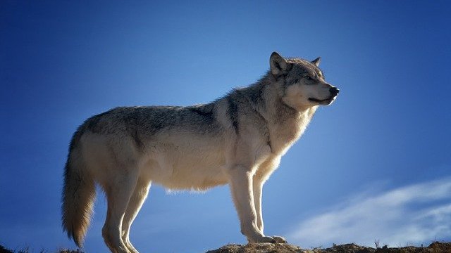 Angst vor dem bösen Wolf - er frisst sich durch