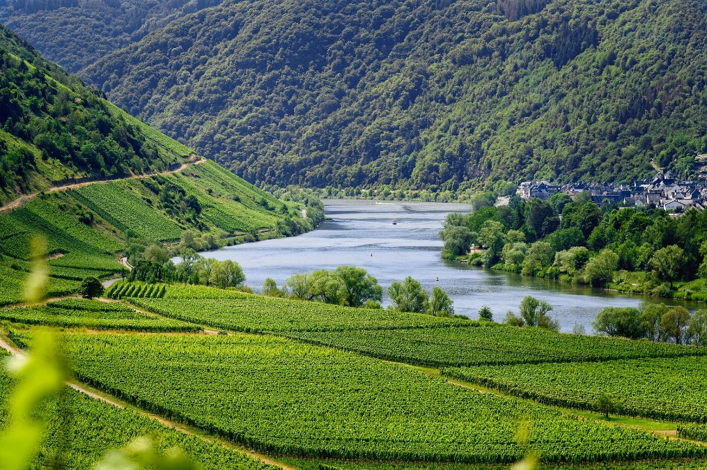 Weingüter erwarten deutliche Kosten- und Preissteigerung Weingüter erwarten deutliche Kosten- und Preissteigerung