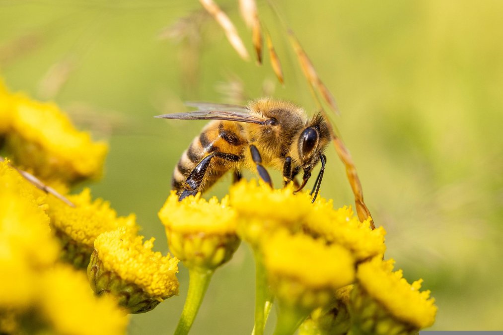 Imker beklagen Bienen-Verluste im Südwesten