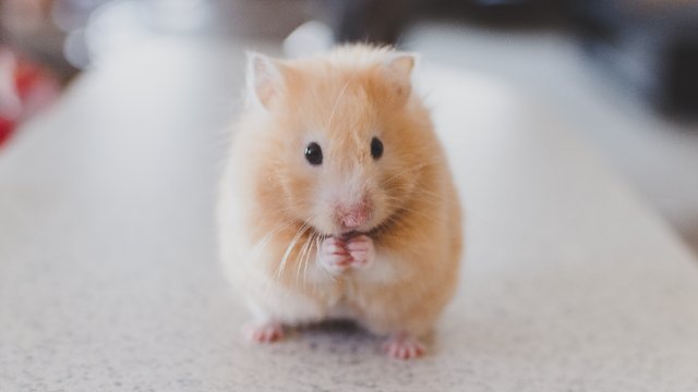 Forschung macht Tierversuche unnötig - Preis an Paul-Ehrlich-Institut