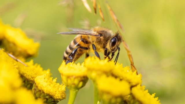 Imker beklagen Bienen-Verluste im Südwesten