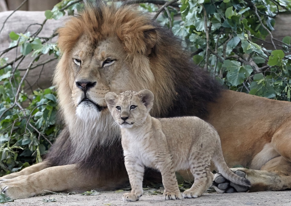 Besucherandrang in den Zoos Besucherandrang in den Zoos