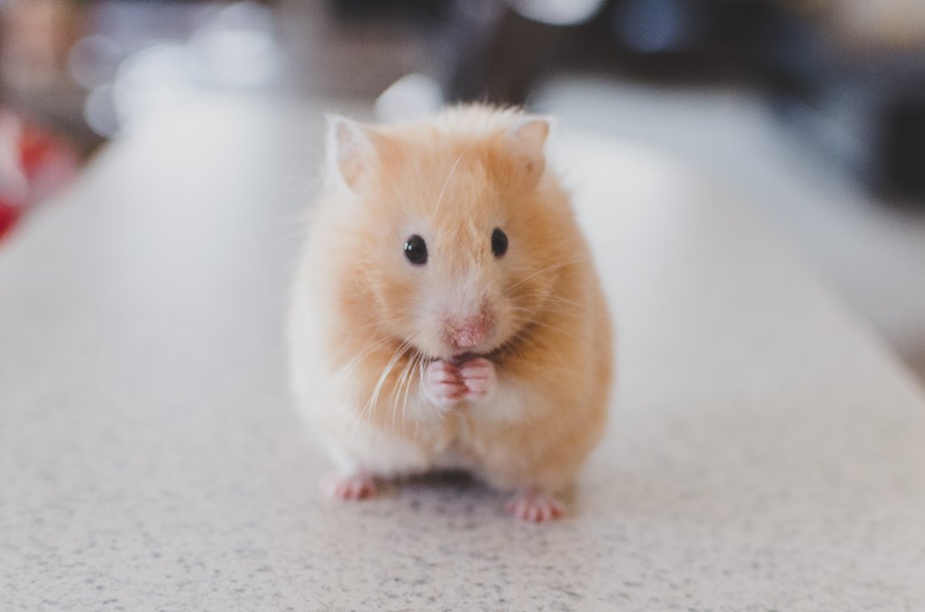 Forschung macht Tierversuche unnötig - Preis an Paul-Ehrlich-Institut Forschung macht Tierversuche unnötig - Preis an Paul-Ehrlich-Institut