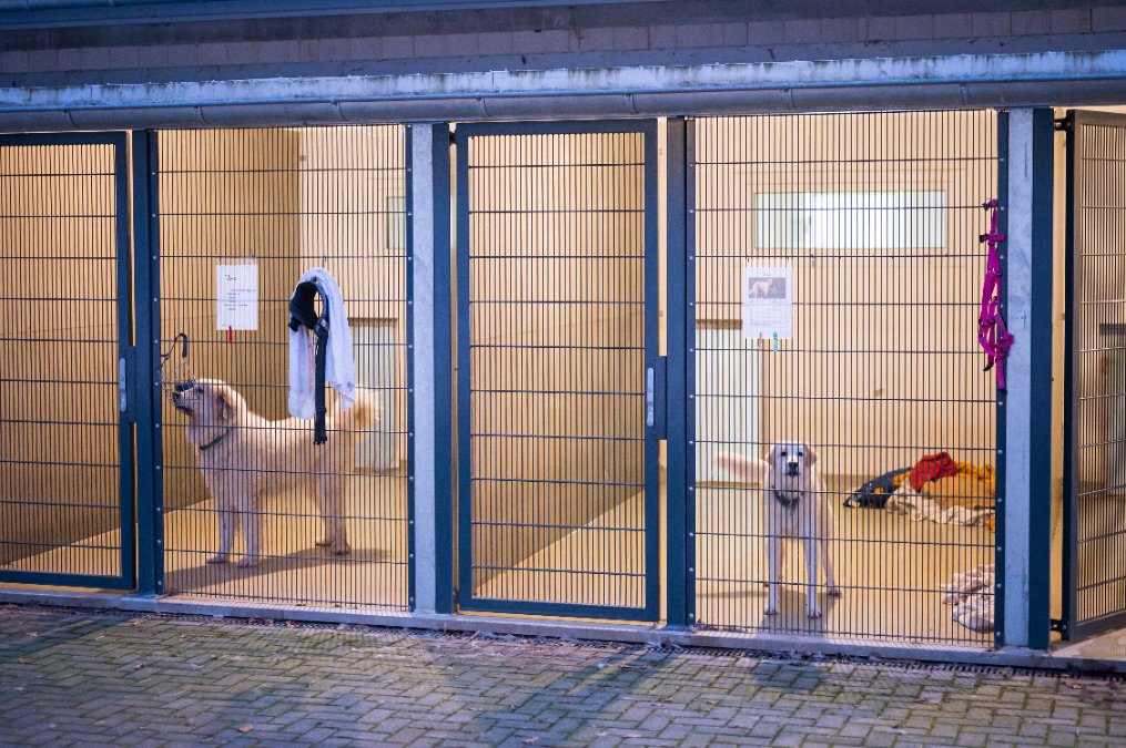 Während der Pandemie angeschaffte Hunde bereiten Tierheimen Probleme