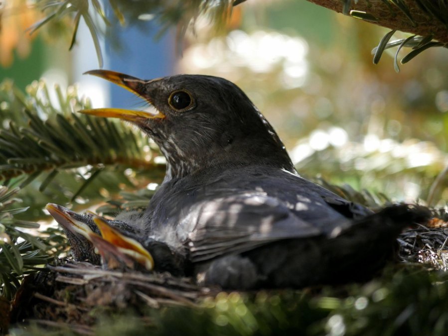 Naturschützer rufen zu Achtsamkeit für Jungvögel auf