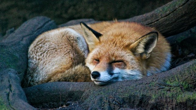 Tierschutzorganisation lobt Belohnung für Hinweise auf Tierquäler aus