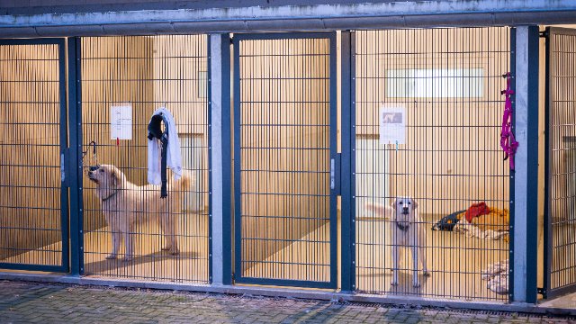 Während der Pandemie angeschaffte Hunde bereiten Tierheimen Probleme