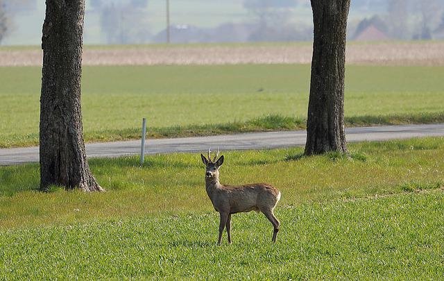 Schwerer Wildunfall mit Motorrad im Rhein-Lahn-Kreis Schwerer Wildunfall mit Motorrad im Rhein-Lahn-Kreis