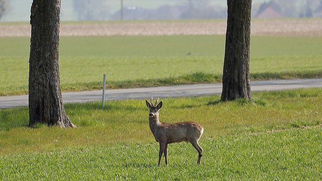 Schwerer Wildunfall mit Motorrad im Rhein-Lahn-Kreis 