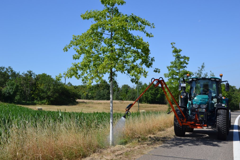 Stadtbäume nicht gießen Stadtbäume nicht gießen