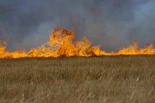Getreidefeld im Hunsrück in Flammen  