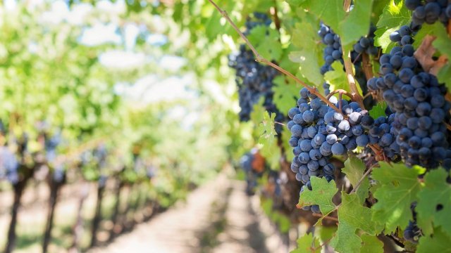 Drohnen sollen in Weinbergen Schädlinge bekämpfen