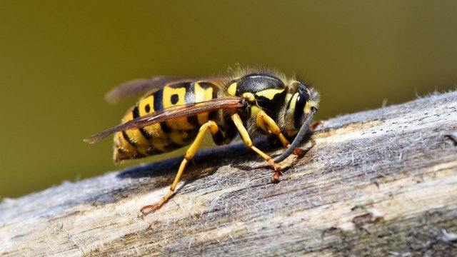 Trockenheit treibt mehr Wespen an den Tisch